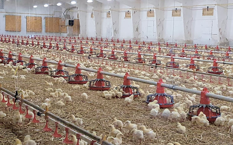 Слід упевнитися, що обладнання у пташниках працює максимально продуктивно
