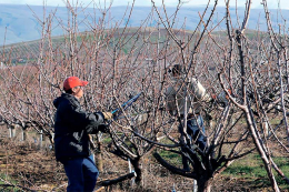 Обрізування черешні в березні підвищує якість крони і врожай