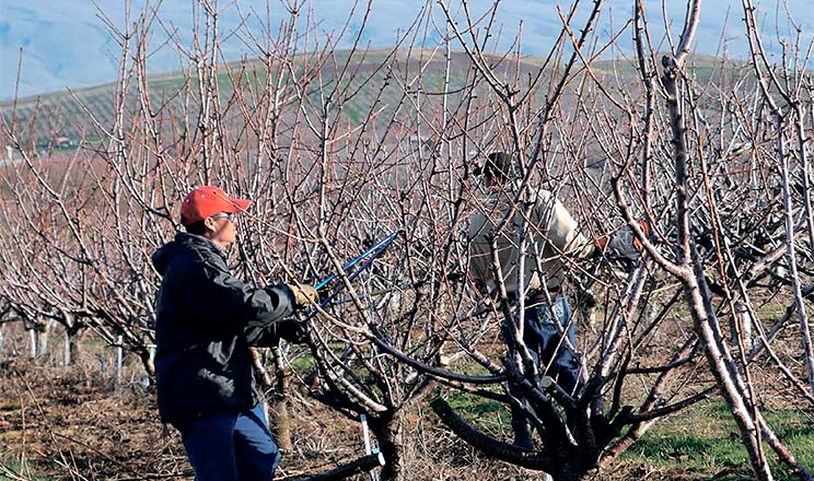 Обрізування черешні в березні підвищує якість крони і врожай