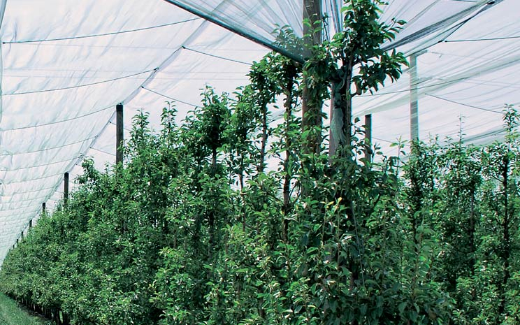 Група компаній EFT втілює передові рішення інтенсивного садівництва під ключ