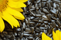 Соняшник – лідер серед імпорту насіння олійних культур