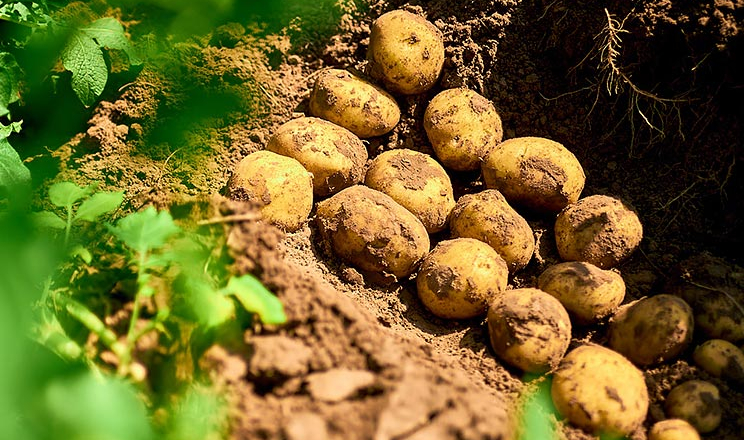 Ефективний захист овочів та картоплі як гарант безпечності врожаю для споживачів