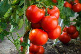 Томату «редагували» ген, який тепер захищає рослину від фітофторозу