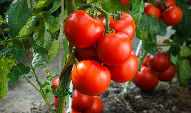 Нардеп спрогнозував проблему з помідорами