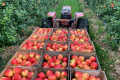«Роси Буковини» за рахунок гранту оновлять яблуневий сад