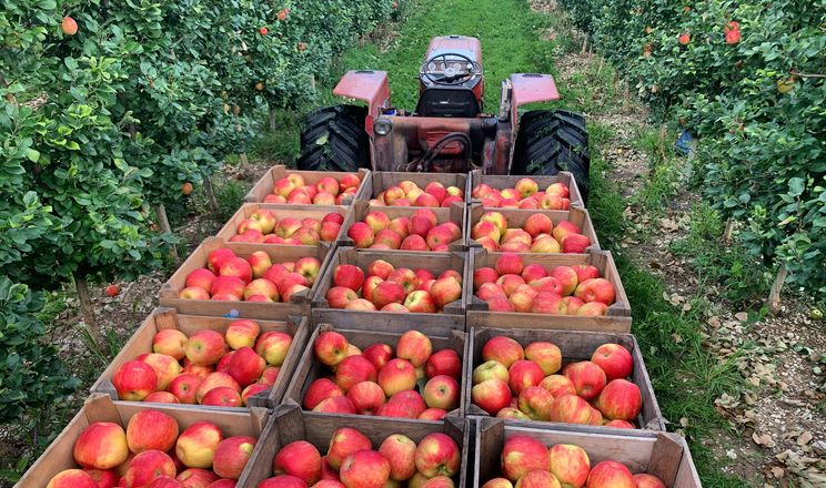 Прибутковий яблуневий сад дає від 60 т/га