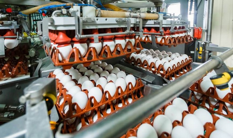 Виробництво яєць за 11 місяців скоротилося на 13,5%