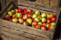Старіння яблук залежить від температури та складу атмосфери