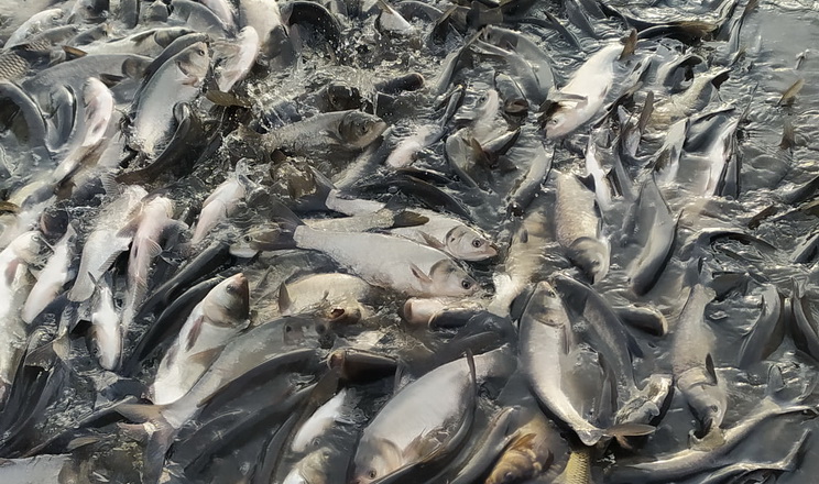 У карпатську річку випустили понад 2,7 тис. екземплярів молоді риби