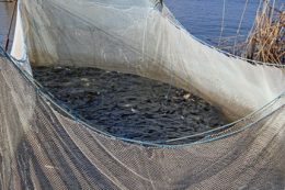 Повторно оголошено тендер на зариблення Кременчуцького водосховища
