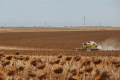 «Агротрейд» зібрав майже 350 тис. тонн зернових та олійних культур