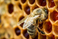 Тарас Висоцький: Бджільництво має перейти на нові правила гри вищого рівня