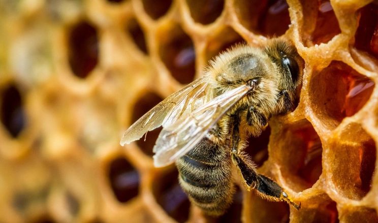 У 2023 році галузь бджільництва може скоротитися наполовину