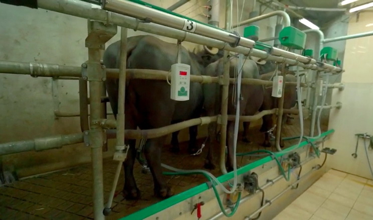 Як у буйволиному молоці уникнути специфічного запаху