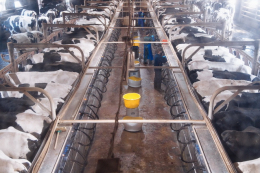 «Українська молочна компанія» наступного року планує виробляти 300 тонн молока на добу