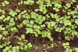 Чернігівський кластер Agricom Group планує зміни у структурі посівів