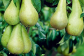 Найстаріші європейські сорти груші можуть вирощуватися в Україні