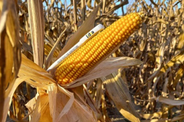 Топ-5 новинок кукурудзи LIDEA в сезоні 2021