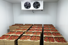 Високі ціни на ягоди компенсували минулорічні втрати врожаю