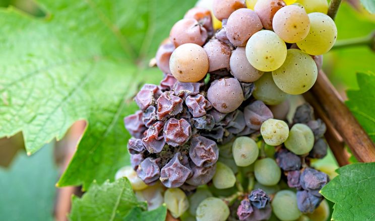 Стійкість сортів винограду знижується
