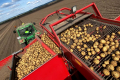 «Контінентал» вирощуватиме новий сорт картоплі, придатний для виробництва картоплі фрі