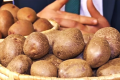Презентували новий вітчизняний сорт картоплі