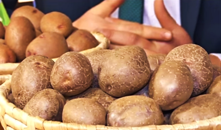 Презентували новий вітчизняний сорт картоплі