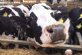 «Кищенці» контролюють здоров’я корів за допомогою ошийника з датчиком