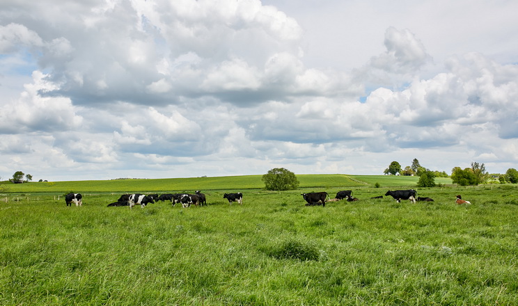 Спільнота інвесторів проєкту «Сімейні молочні ферми» зросла до 398 осіб