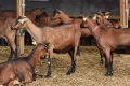 Племінних кіз в Україні продає лише один репродуктор із семи
