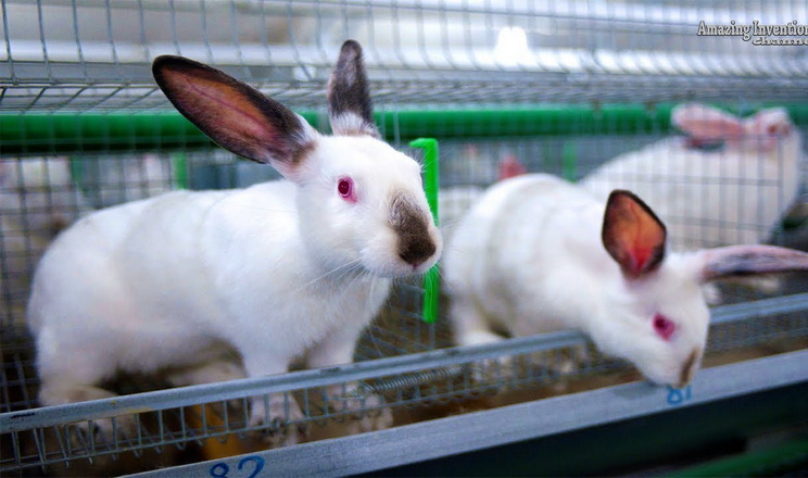 Торік підприємства  реалізували на забій у 15 разів більше кролів