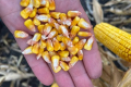 Найвищу урожайність кукурудзи «Агротрейд» отримала на Чернігівщині