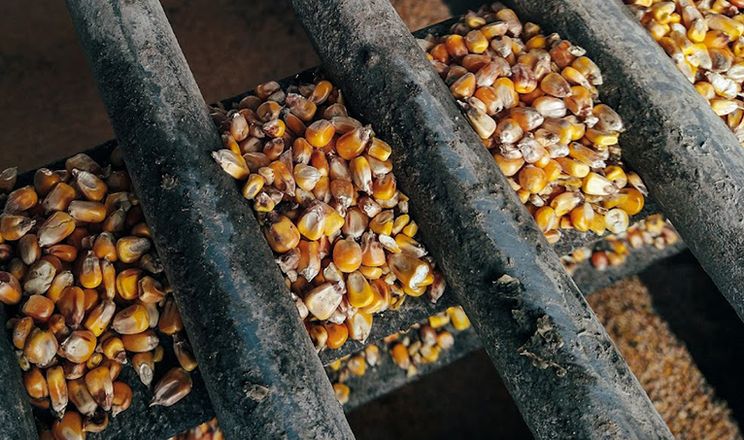 На ринку кукурудзи відновлюється попит