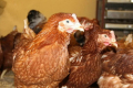 На Сумщині зафіксовано грип птиці
