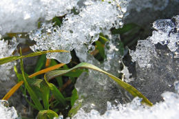 На полях Одещини спостерігатимуться значні механічні пошкодження посівів озимих