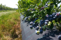 На форумі «Інтенсивний Сад/Ягідник» обговорять бізнес великих плантацій лохини