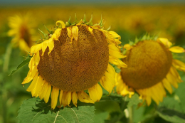 Найкращу врожайність на Запоріжжі показав гібрид соняшнику від Nuseed