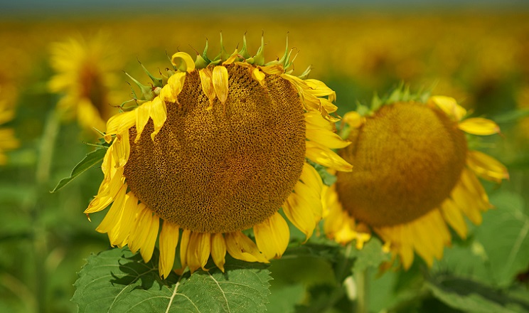 Найкращу врожайність на Запоріжжі показав гібрид соняшнику від Nuseed