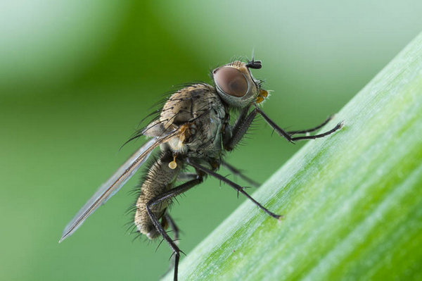 Найбільше цибулева муха шкодила на Поділлі