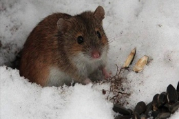 У більшості районів Харківщини відмічається затоплення нір мишоподібних гризунів