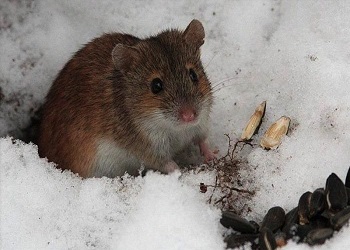 зростання чисельності мишей