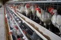 Повноцінний раціон батьківського стада покращує здоров’я курчат