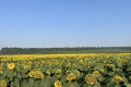 Гібриди соняшнику Nuseed в умовах посухи дають найкращі результати, – досвід
