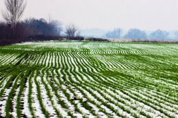Погода в Україні: наступної доби подекуди мокрий сніг та дощ