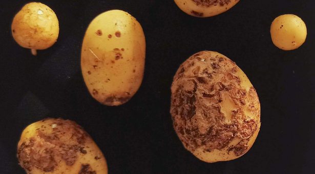 Британські вчені екологічно борються з паршею картоплі