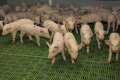Синбіотики сприяють здоров’ю кишківника свиней