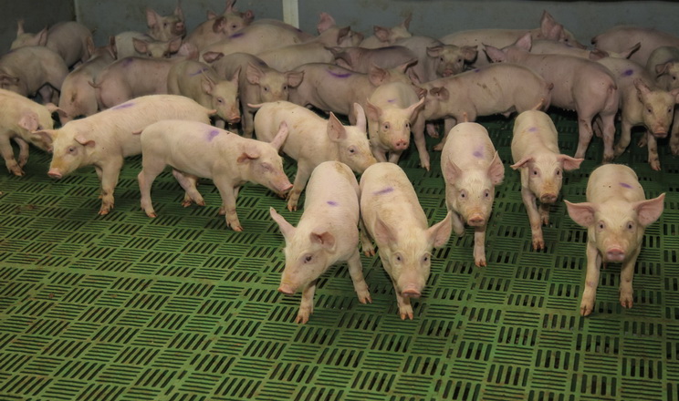 З початку року в держреєстрі тварин зареєстровано 338 тис. товарних свиней 