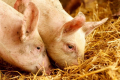Живець свиней подешевшав до 65 грн/кг