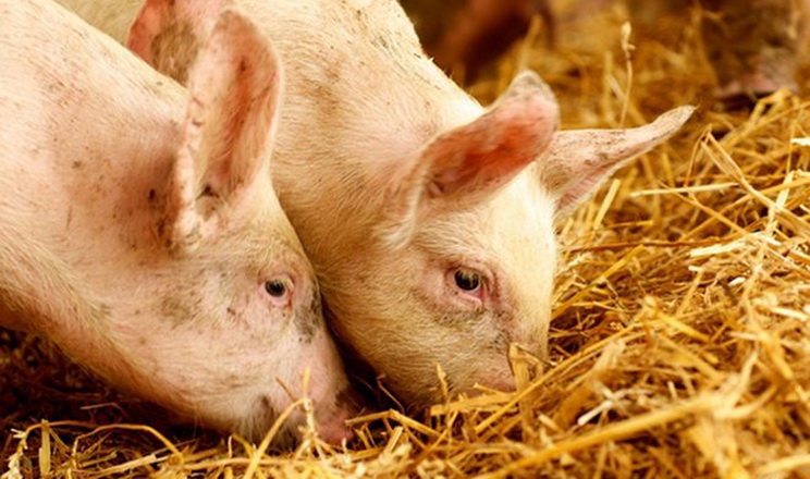 Ціни на живець свиней – у низхідному тренді