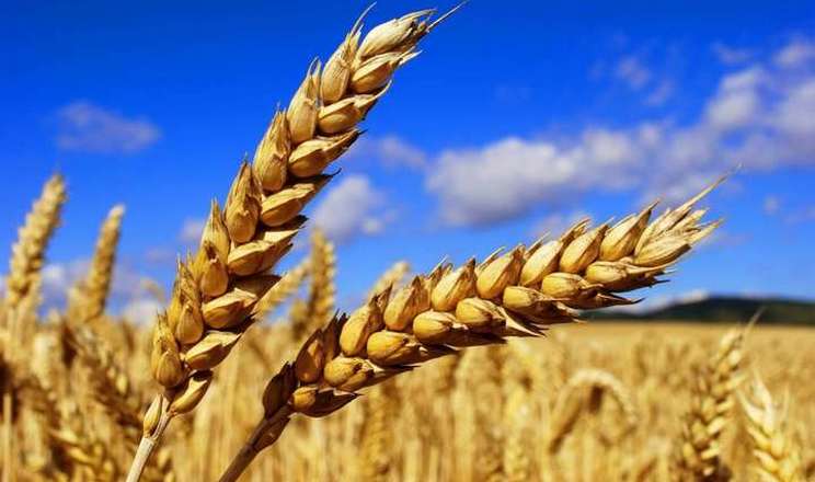 Україна може втратити до 30% нового врожаю зерна та олійних, - прогноз